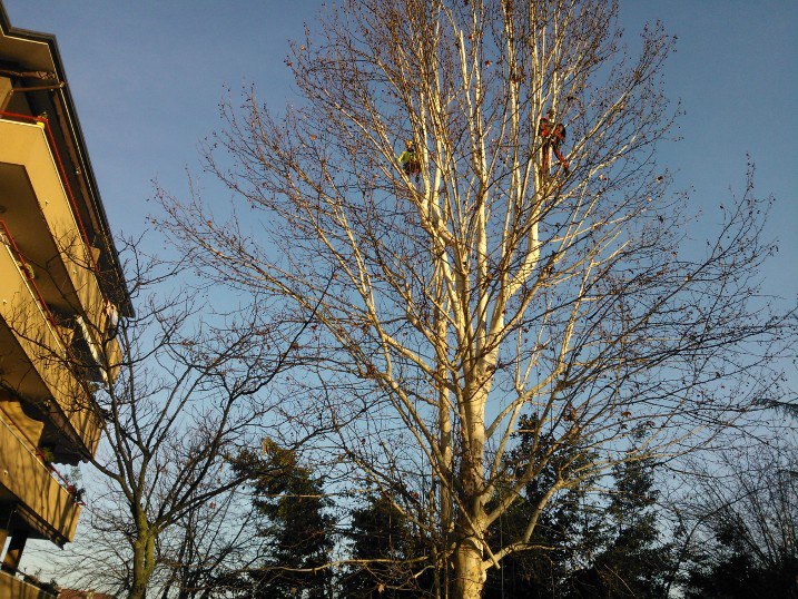 Potatura alberi a Monza eseguita in tree climbing