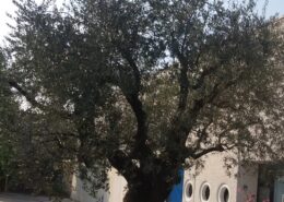 Olivo ornamentale in giardino a Monza e Brianza