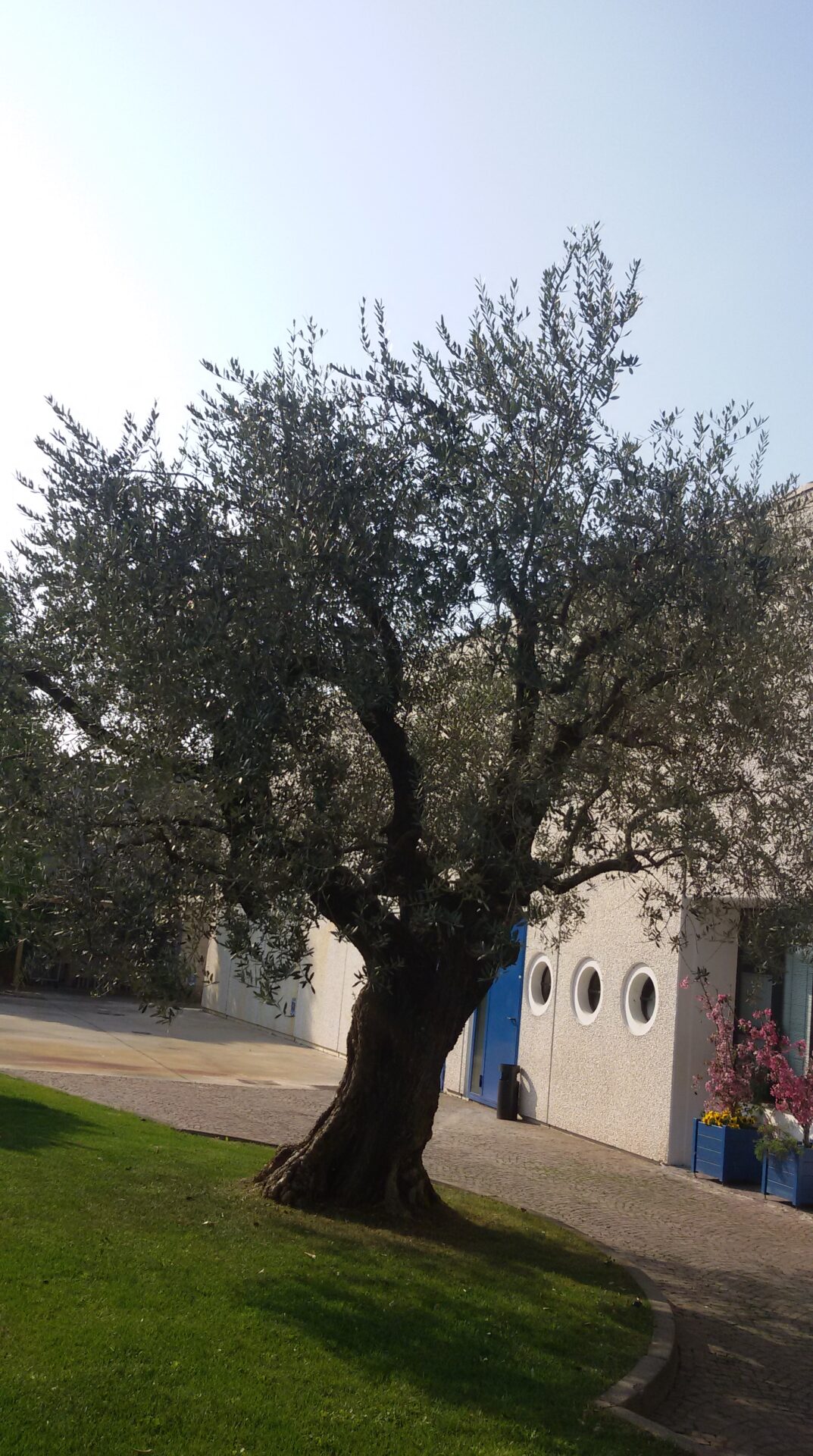 Olivo ornamentale in giardino a Monza e Brianza