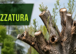 Capitozzatura degli alberi e potatura corretta