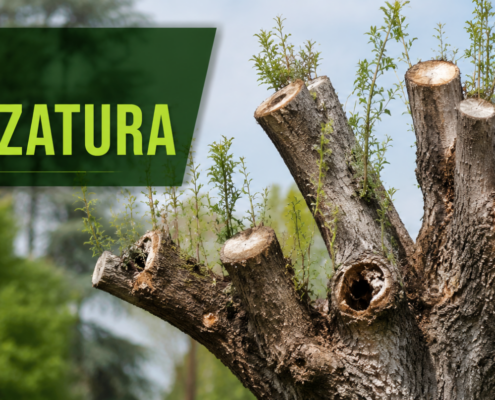 Capitozzatura degli alberi e potatura corretta