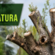 Capitozzatura degli alberi e potatura corretta