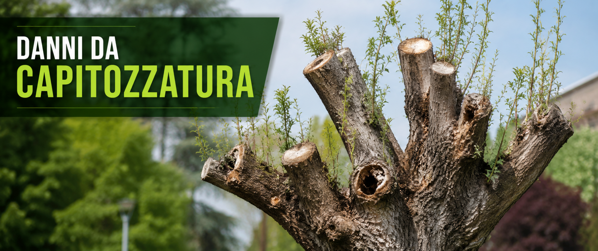 Capitozzatura degli alberi e potatura corretta
