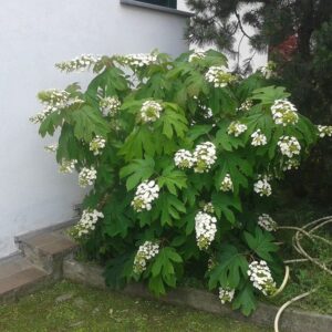 Cerchi un giardiniere per le tue ortensie