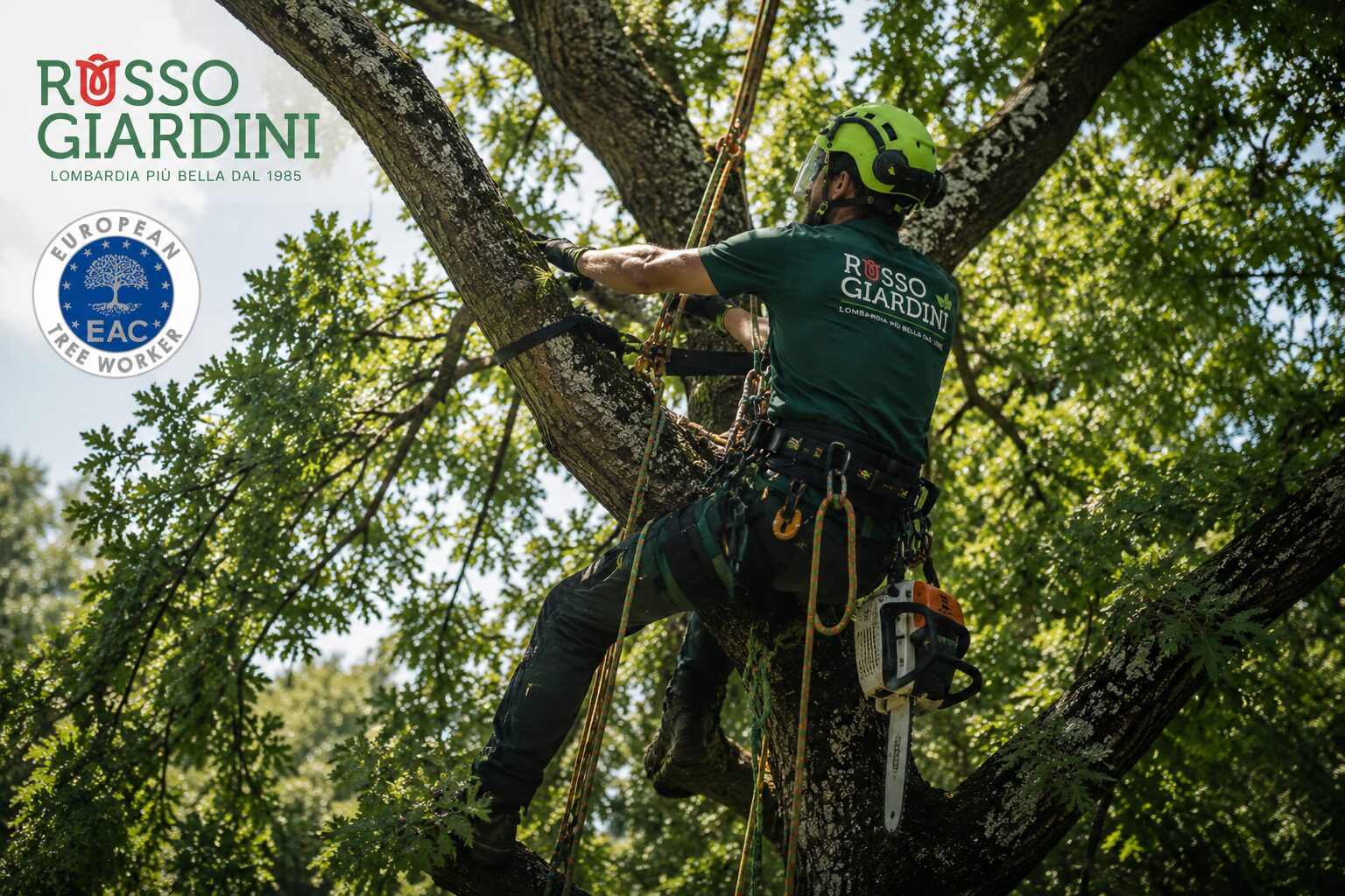 Arboricoltore durante un intervento su un albero a Monza e Brianza Arboricoltore durante un intervento su un albero a Monza e Brianza