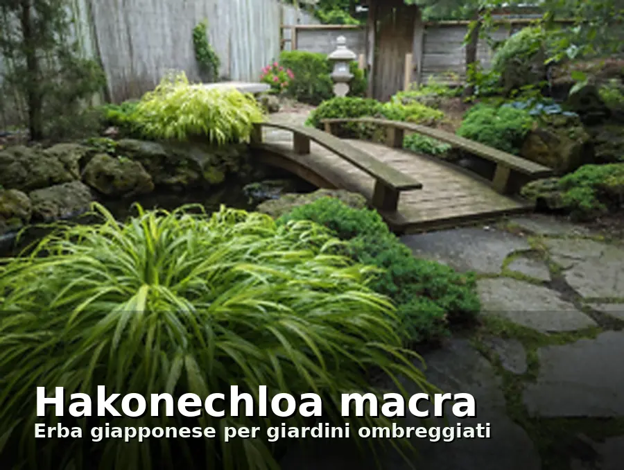 Hakonechloa macra in giardino ombreggiato a Monza e Brianza