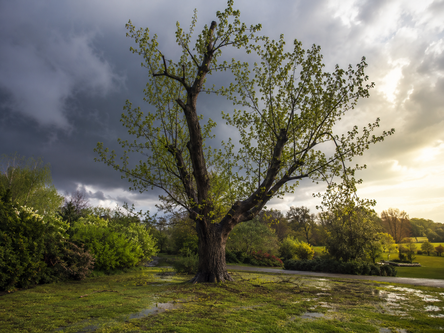 Perseveranza nel giardino: albero che riparte dopo una tempesta