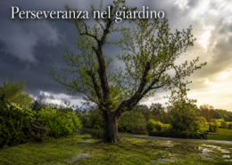 Perseveranza nel giardino: albero che riparte dopo una tempesta