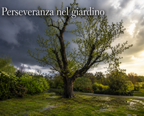 Perseveranza nel giardino: albero che riparte dopo una tempesta