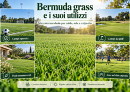 Bermuda grass utilizzata in campi sportivi, golf e prati ornamentali